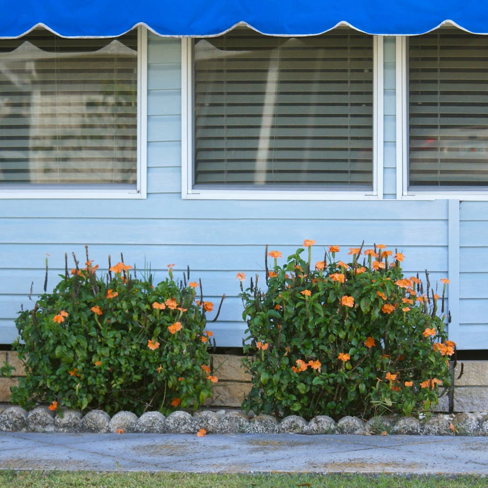 Brighter Blooms Orange Marmalade Crossandra SHOP ALL 4 Brighter Blooms Orange Marmalade Crossandra SHOP ALL