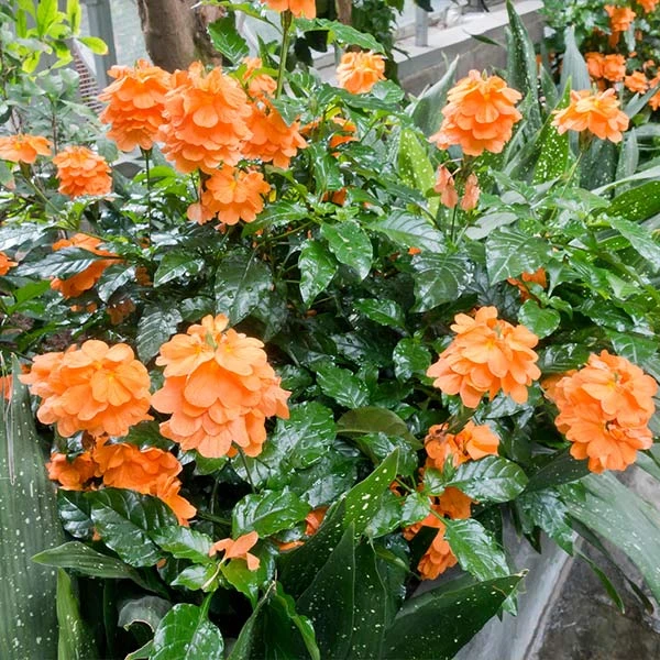 Brighter Blooms Orange Marmalade Crossandra SHOP ALL 1 Brighter Blooms Orange Marmalade Crossandra SHOP ALL