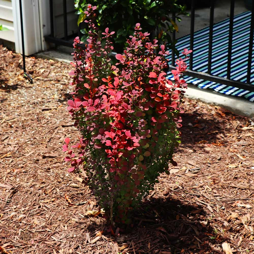 Brighter Blooms Shrubs & Hedges Orange Rocket Barberry Shrub 4 Brighter Blooms Shrubs & Hedges Orange Rocket Barberry Shrub