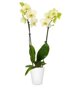 Brighter Blooms SHOP ALL Orchid Plant In White Pot 25 Brighter Blooms SHOP ALL Orchid Plant In White Pot