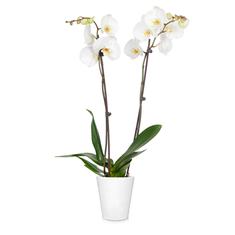 Brighter Blooms SHOP ALL Orchid Plant In White Pot 3 Brighter Blooms SHOP ALL Orchid Plant In White Pot