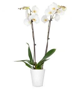 Brighter Blooms SHOP ALL Orchid Plant In White Pot 23 Brighter Blooms SHOP ALL Orchid Plant In White Pot
