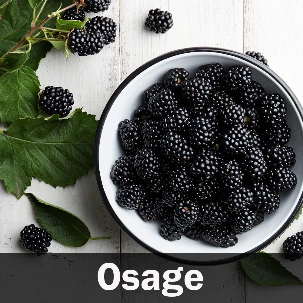 Brighter Blooms 3-in-1 Blackberry Bush 6 Brighter Blooms 3-in-1 Blackberry Bush