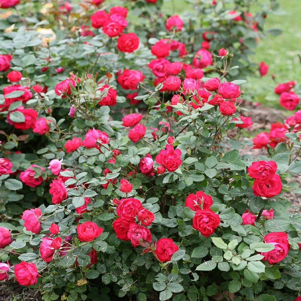Brighter Blooms Roses Oso Easy'® Double Red Rose 3 Brighter Blooms Roses Oso Easy'® Double Red Rose