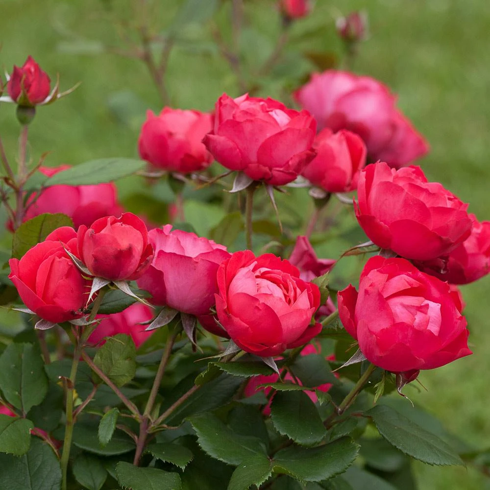 Brighter Blooms Roses Oso Easy'® Double Red Rose 2 Brighter Blooms Roses Oso Easy'® Double Red Rose