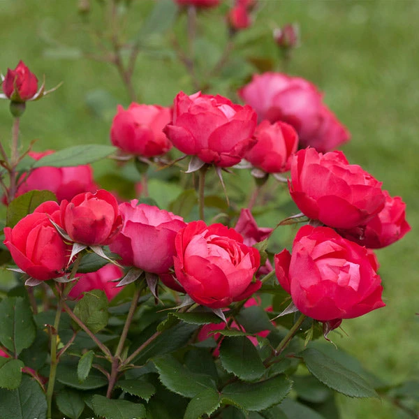 Brighter Blooms Roses Oso Easy'® Double Red Rose 1 Brighter Blooms Roses Oso Easy'® Double Red Rose
