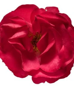 Brighter Blooms Roses Oso Easy'® Double Red Rose 8 Brighter Blooms Roses Oso Easy'® Double Red Rose