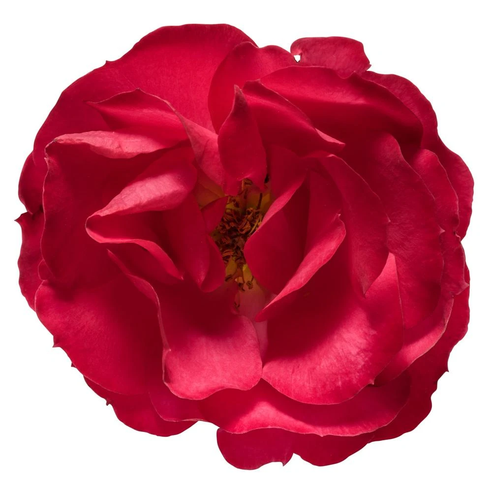 Brighter Blooms Roses Oso Easy'® Double Red Rose 4 Brighter Blooms Roses Oso Easy'® Double Red Rose