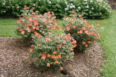 Brighter Blooms Oso Easy'® Hot Paprika Rose Roses 2 Brighter Blooms Oso Easy'® Hot Paprika Rose Roses