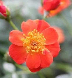 Brighter Blooms Oso Easy'® Hot Paprika Rose Roses 8 Brighter Blooms Oso Easy'® Hot Paprika Rose Roses