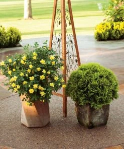 Brighter Blooms Oso Easy'® Lemon Zest Rose