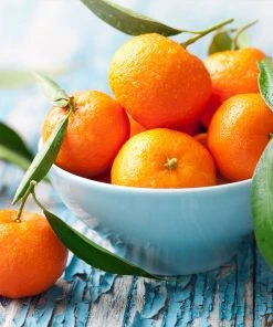 Brighter Blooms Owari Satsuma Tree Citrus Trees 9 Brighter Blooms Owari Satsuma Tree Citrus Trees