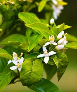 Brighter Blooms Owari Satsuma Tree Citrus Trees 8 Brighter Blooms Owari Satsuma Tree Citrus Trees