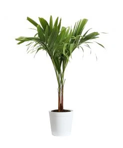 Brighter Blooms Palm Trees Christmas Palm Tree 17 Brighter Blooms Palm Trees Christmas Palm Tree