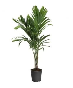 Brighter Blooms Palm Trees Christmas Palm Tree 21 Brighter Blooms Palm Trees Christmas Palm Tree