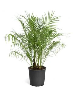 Brighter Blooms Pygmy Date Palm Tree 18 Brighter Blooms Pygmy Date Palm Tree