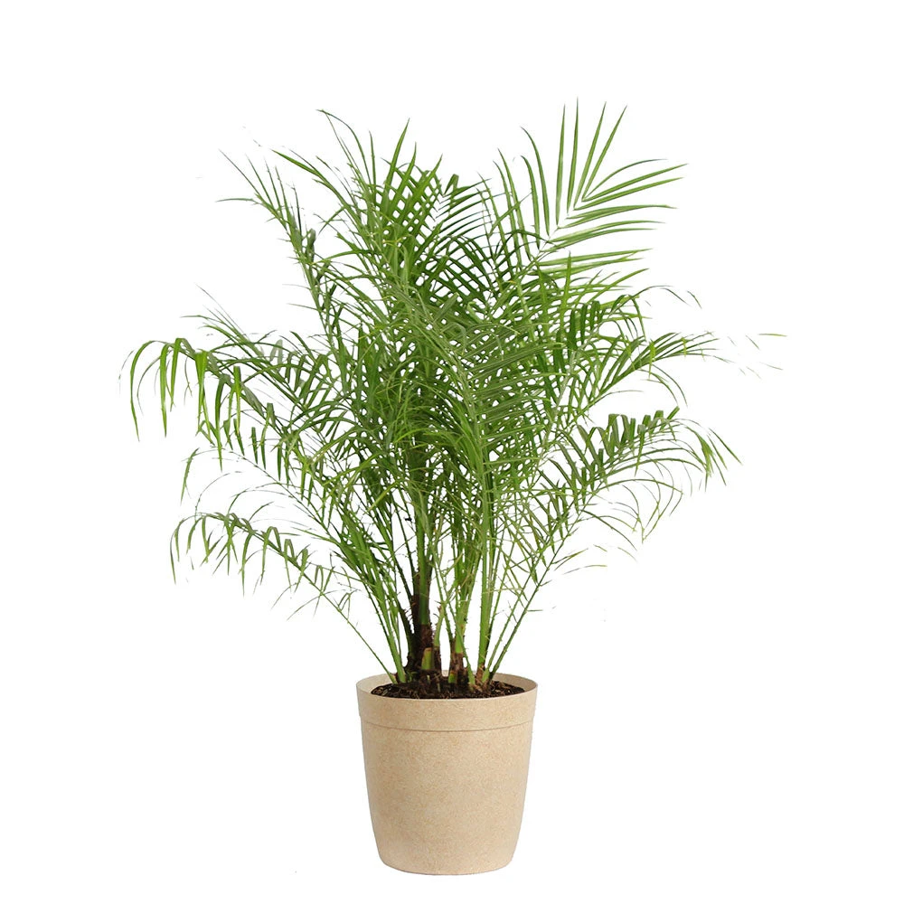 Brighter Blooms Pygmy Date Palm Tree 6 Brighter Blooms Pygmy Date Palm Tree