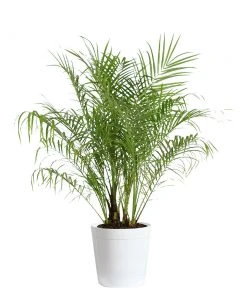 Brighter Blooms Pygmy Date Palm Tree 17 Brighter Blooms Pygmy Date Palm Tree