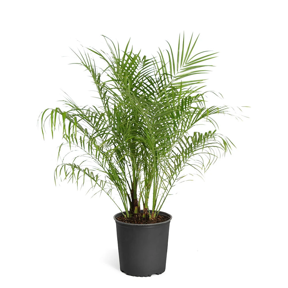 Brighter Blooms Pygmy Date Palm Tree 8 Brighter Blooms Pygmy Date Palm Tree