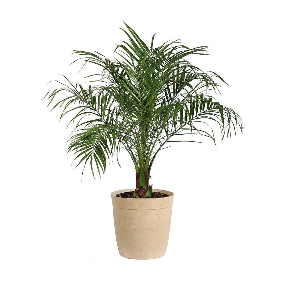 Brighter Blooms Pygmy Date Palm Tree 11 Brighter Blooms Pygmy Date Palm Tree