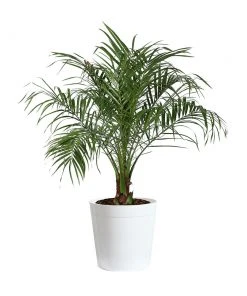 Brighter Blooms Pygmy Date Palm Tree 20 Brighter Blooms Pygmy Date Palm Tree