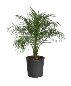 Brighter Blooms Pygmy Date Palm Tree 19 Brighter Blooms Pygmy Date Palm Tree