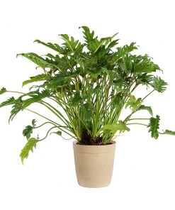 Brighter Blooms Xanadu Philodendron (Winterbourn) Plant 15 Brighter Blooms Xanadu Philodendron (Winterbourn) Plant