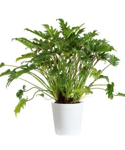 Brighter Blooms Xanadu Philodendron (Winterbourn) Plant 14 Brighter Blooms Xanadu Philodendron (Winterbourn) Plant