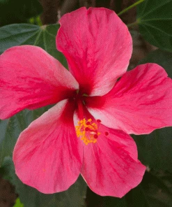 Brighter Blooms Pink Tropical Hibiscus Shrub