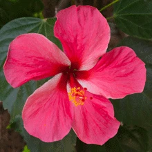 Brighter Blooms Pink Tropical Hibiscus Shrub