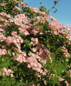 Brighter Blooms Pinkie Indian Hawthorn Shrub 5 Brighter Blooms Pinkie Indian Hawthorn Shrub