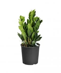 Brighter Blooms ZZ Plant 13 Brighter Blooms ZZ Plant