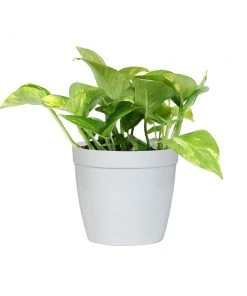 Brighter Blooms House & Patio Golden Pothos Plant 13 Brighter Blooms House & Patio Golden Pothos Plant