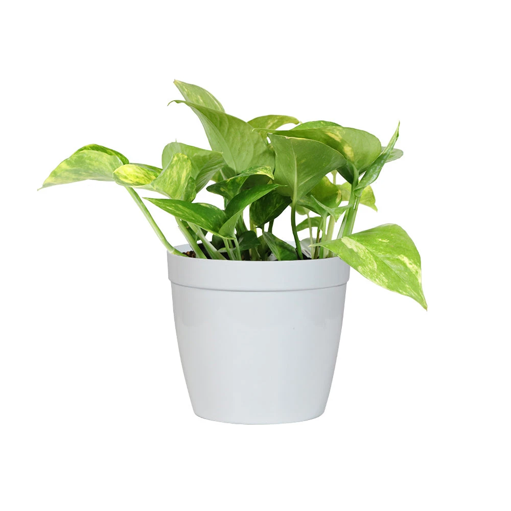 Brighter Blooms House & Patio Golden Pothos Plant 7 Brighter Blooms House & Patio Golden Pothos Plant