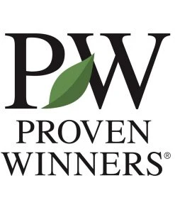 Brighter Blooms Fine Line® Buckthorn Shrub Shrubs & Hedges 9 Brighter Blooms Fine Line® Buckthorn Shrub Shrubs & Hedges