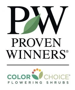 Brighter Blooms Karl Foerster Grass Ornamental Grasses 7 Brighter Blooms Karl Foerster Grass Ornamental Grasses