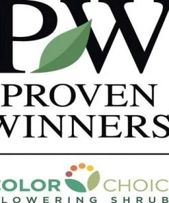 Brighter Blooms Invincibelle Spirit Hydrangea Shrub Shrubs & Hedges 7 Brighter Blooms Invincibelle Spirit Hydrangea Shrub Shrubs & Hedges