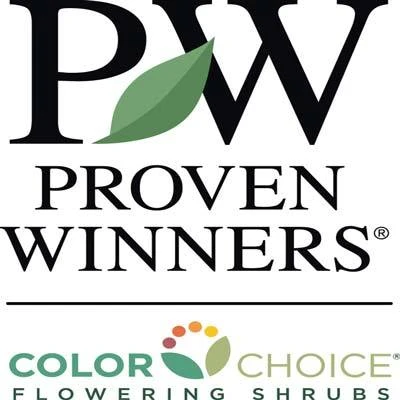 Brighter Blooms Invincibelle Spirit Hydrangea Shrub Shrubs & Hedges 3 Brighter Blooms Invincibelle Spirit Hydrangea Shrub Shrubs & Hedges