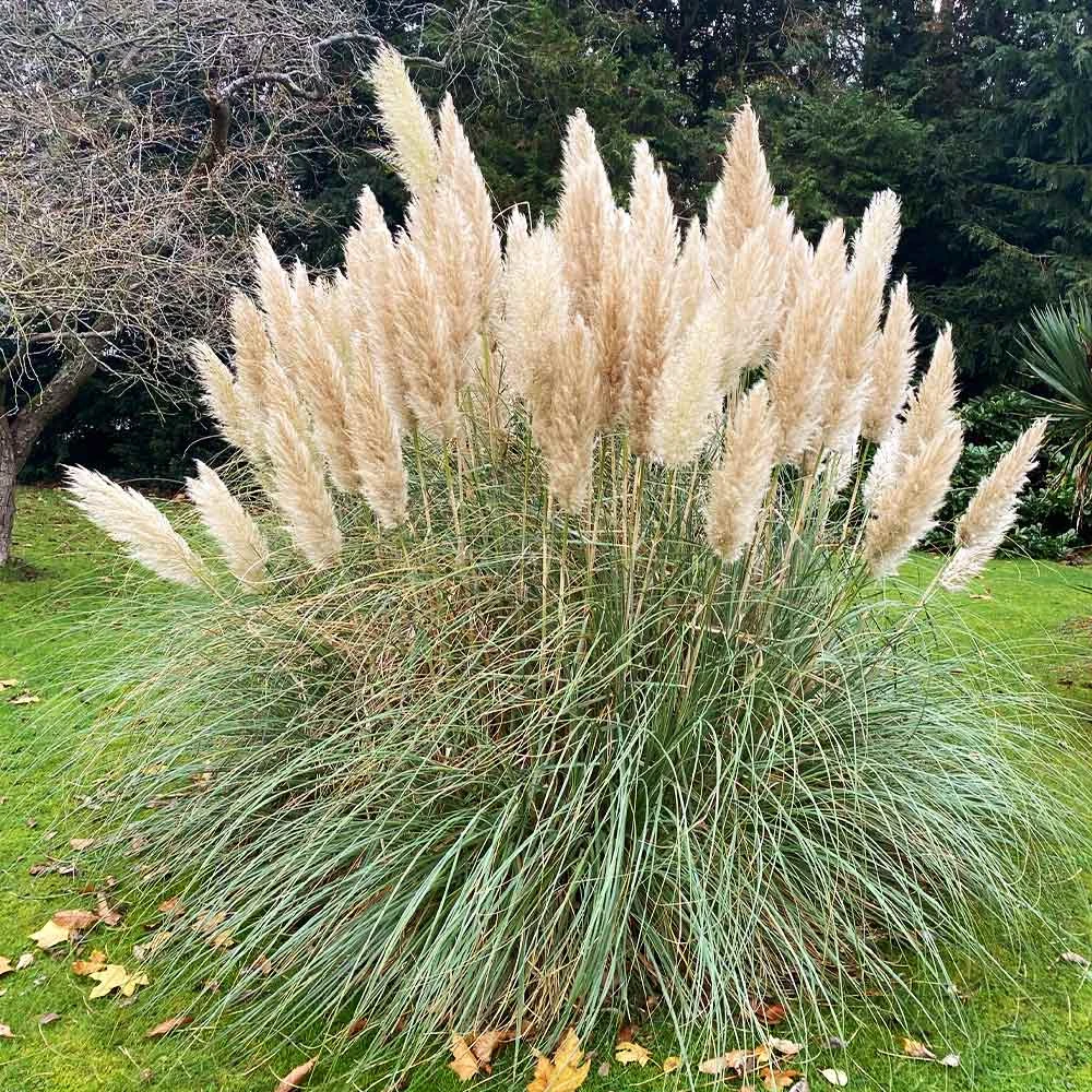 Brighter Blooms Pampas Grass 3 Brighter Blooms Pampas Grass