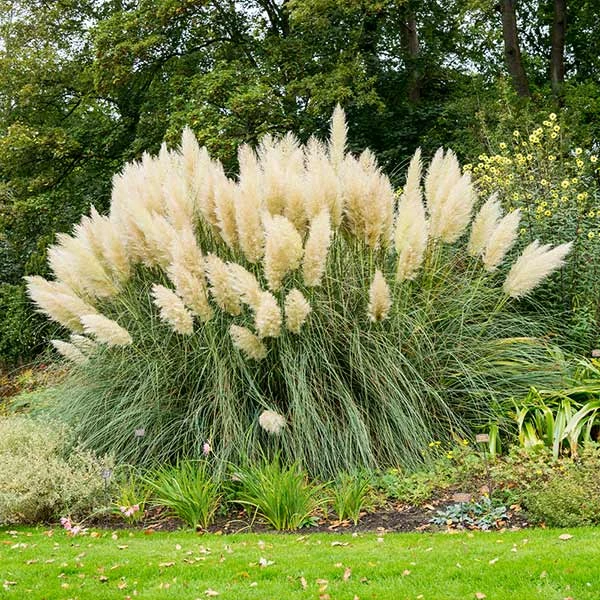 Brighter Blooms Pampas Grass 1 Brighter Blooms Pampas Grass