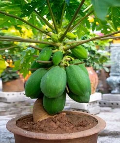 Brighter Blooms Papaya Tree Fruit Trees 11 Brighter Blooms Papaya Tree Fruit Trees