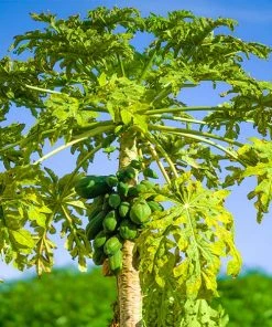 Brighter Blooms Papaya Tree Fruit Trees
