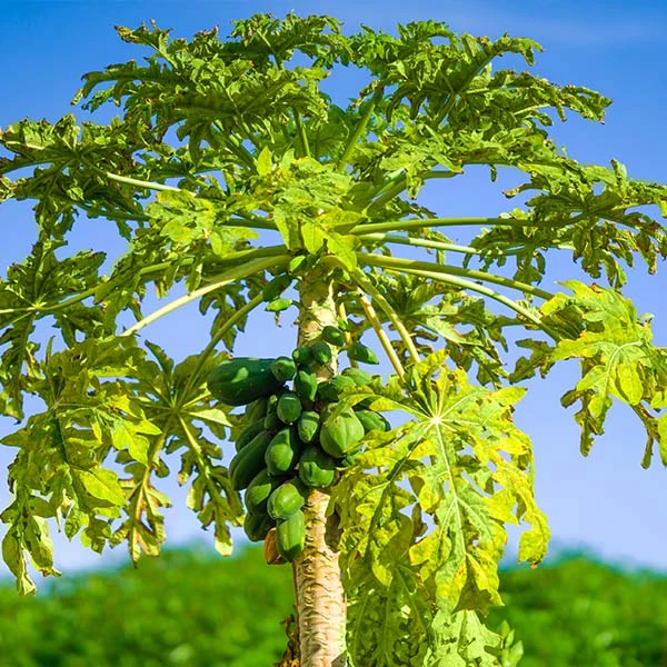 Brighter Blooms Papaya Tree Fruit Trees 1 Brighter Blooms Papaya Tree Fruit Trees