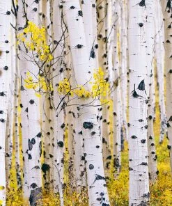 Brighter Blooms White Birch Tree 8 Brighter Blooms White Birch Tree