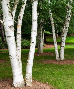 Brighter Blooms White Birch Tree 7 Brighter Blooms White Birch Tree