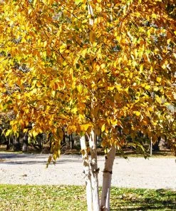 Brighter Blooms White Birch Tree