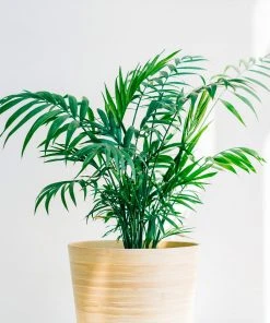 Brighter Blooms Parlor Palm Tree Palm Trees 6 Brighter Blooms Parlor Palm Tree Palm Trees