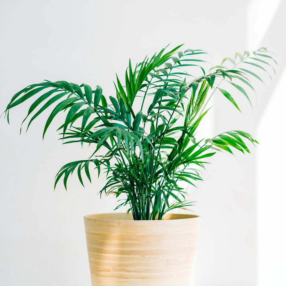 Brighter Blooms Parlor Palm Tree Palm Trees 3 Brighter Blooms Parlor Palm Tree Palm Trees