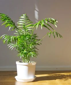 Brighter Blooms Parlor Palm Tree Palm Trees 7 Brighter Blooms Parlor Palm Tree Palm Trees