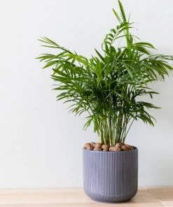 Brighter Blooms Parlor Palm Tree Palm Trees